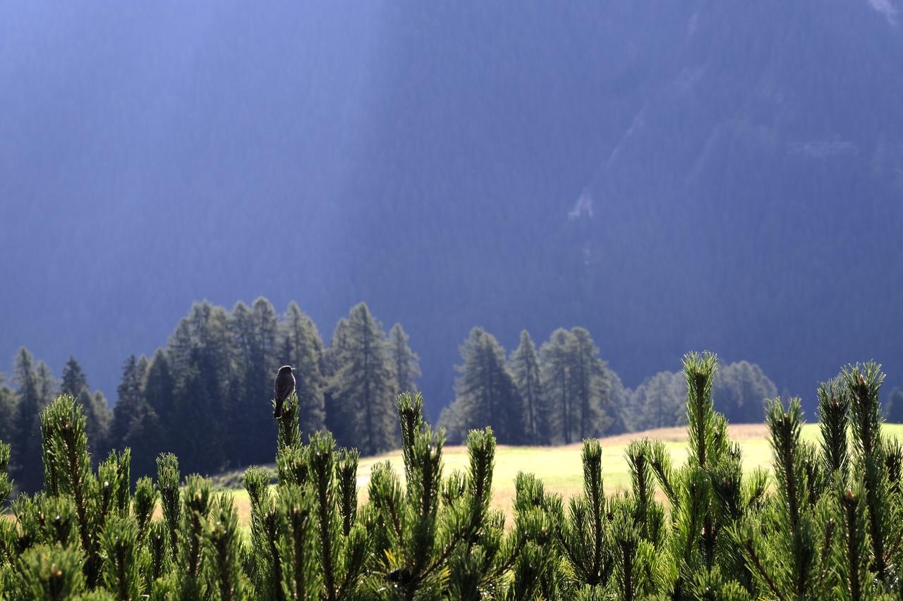 B&B Fior Vigo di Fassa Dış mekan fotoğraf